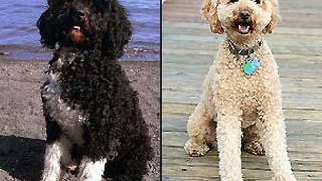 The Obamas are choosing between a Portuguese Water Dog (left) and a Labradoodle (right), a cross between a Poodle and a Labrador Retriever.