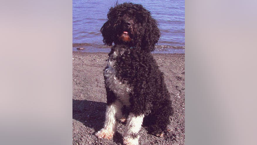 0_21_dog_450