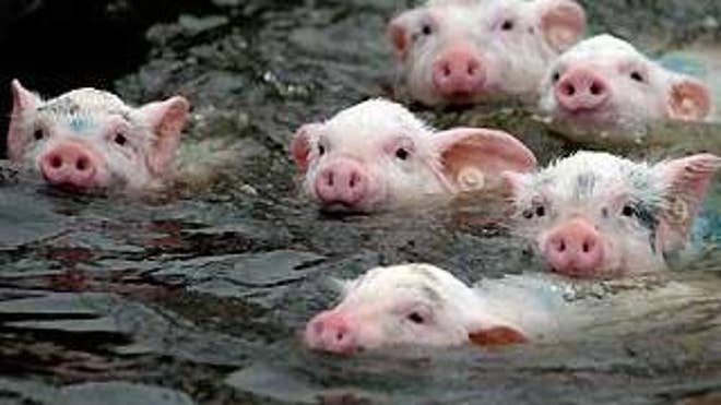 Oink, Oink