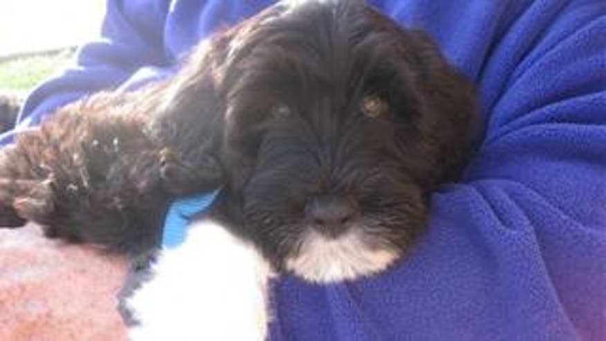 Sen. Kennedy holds his 13-week old Portuguese water dog named Cappy.