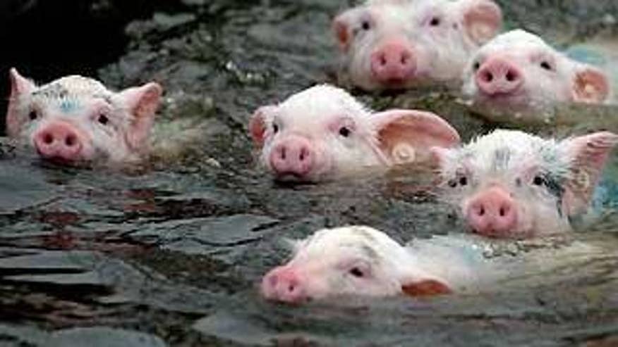 Oink, Oink