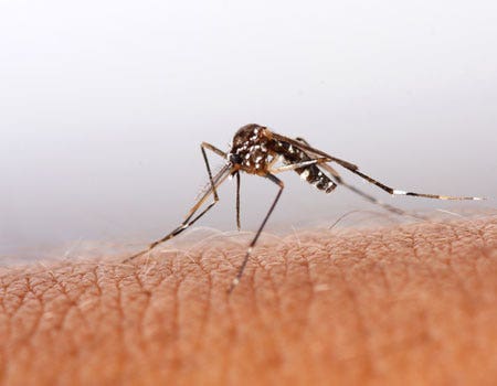 0_21_Mosquito_bite_450