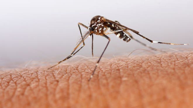0_21_Mosquito_bite_450