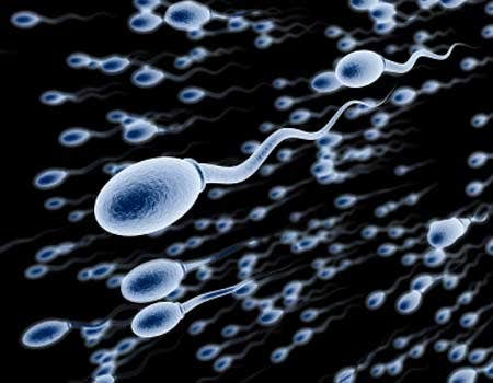 0_21_450_sperm_istock