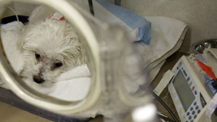 0_21_Pet_care_450