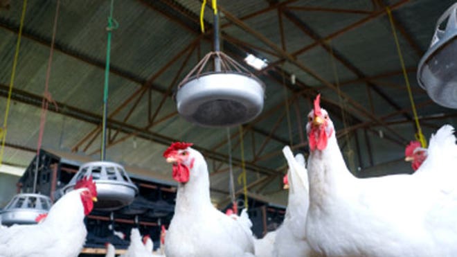 0_21_chicken_450