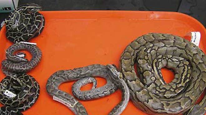0_21_African_pythons
