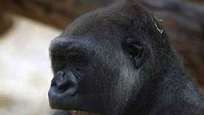 2_21_Gorilla