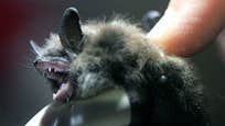 On an August morning last year,  people aboard a commercial airplane from Wisconsin were potentially exposed to the rabies virus when a bat flew through the cabin soon after takeoff, according to a government report of the incident released today