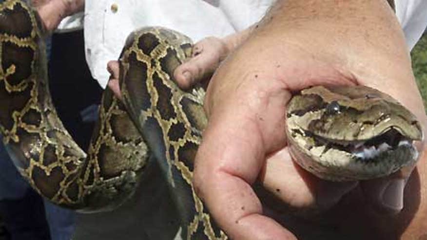 0_21_Burmese_PythonAP