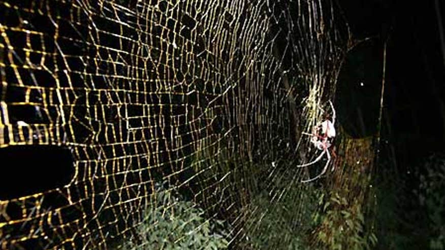 0_21_Spider_nephila_inaurata