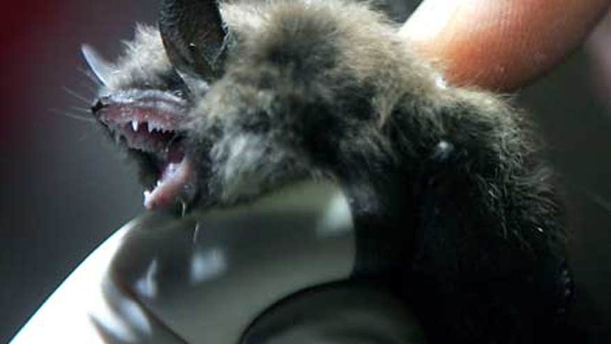 0_21_bats_dying_off