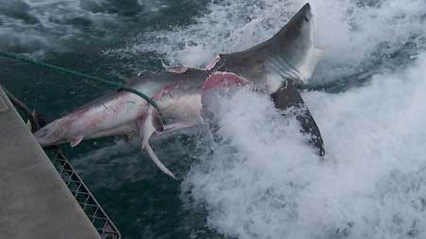1_21_shark1