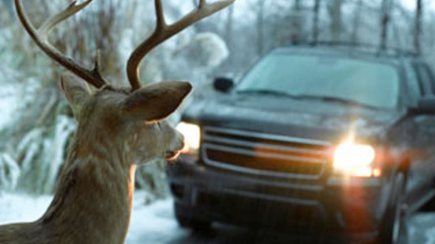 0_61_deer320_1