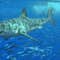 US shark attacks hit highest