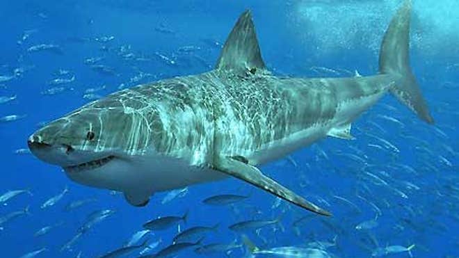 0_21_Great_White_shark