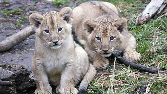0_21_Zoo_Lion_Cubs