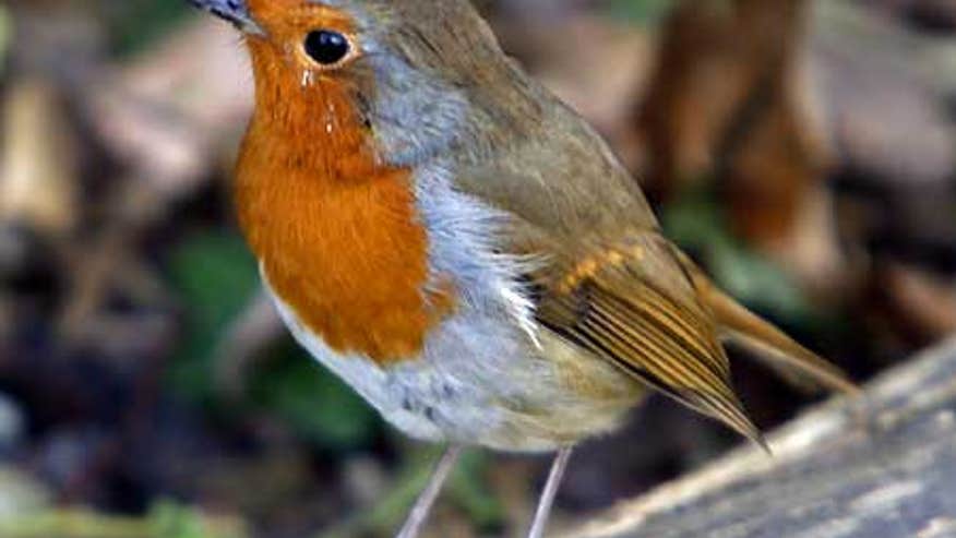 0_21_bird_erithacus