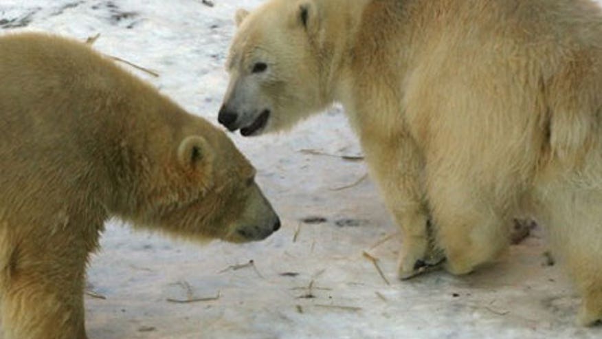 1_28_450bear