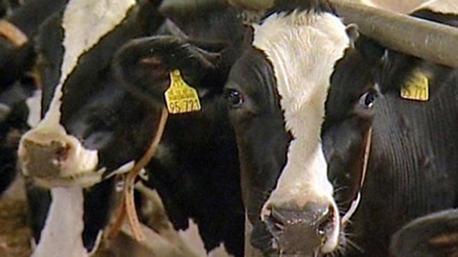 APcows