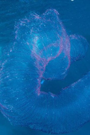 Bizarre 'creature' discovered