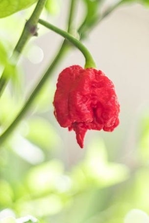 ’Pepper X’ said to be world’s hottest new chili