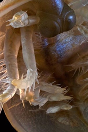 500M year-old 'space alien' found?