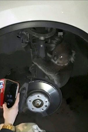 Koala takes a wild ride
