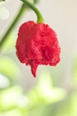 'Pepper X' said to be world's hottest new chili