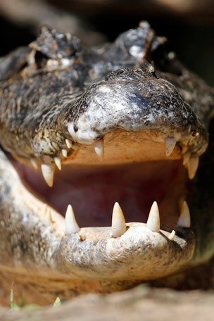 Alligators eat sharks!