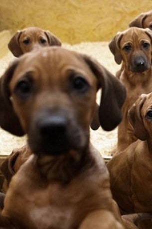 Puppies do THIS to get attention