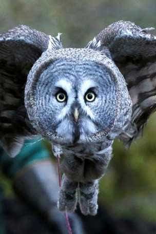 Amazing animal pictures