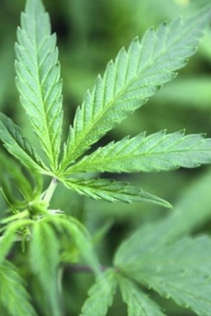 College offering degree in marijuana