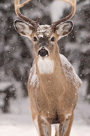 What every deer hunter should learn