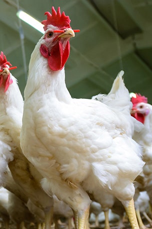 Chicken council wants Obama rule revoked