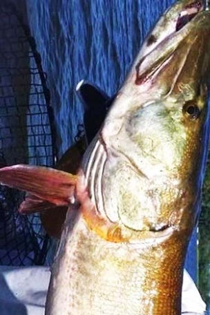 Fish eating kids' IQs on the rise?