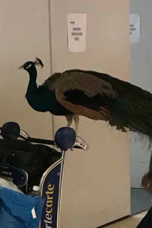 Woman tries to bring 'support peacock' on flight