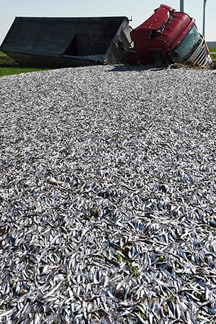 Fish truck flips