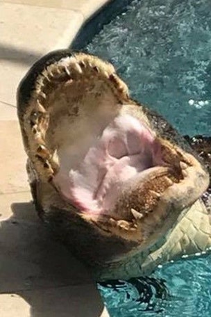 9-foot 'gator found WHERE?!?
