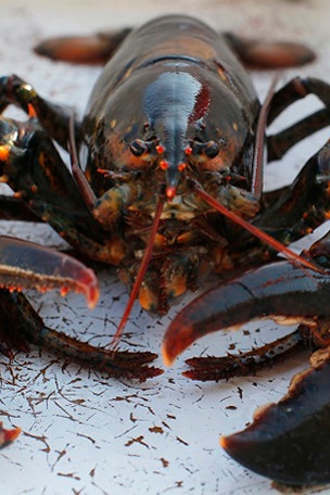 Uh oh: Bad news for lobster lovers