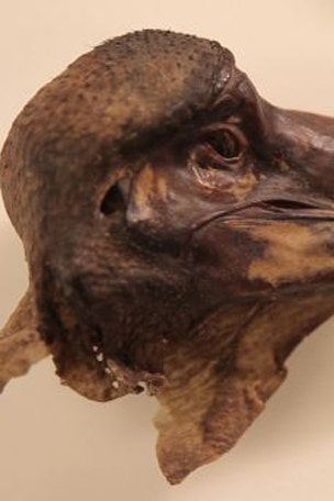 Who killed the dodo?