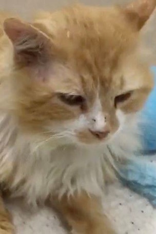 Unwanted cat walks 12 miles back to family