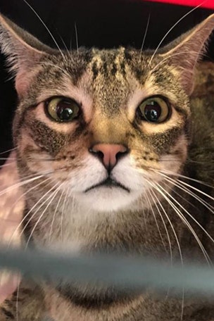 Cat misses flight after escaping in airport
