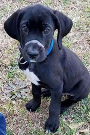 Dog with zip-tied mouth finds new home