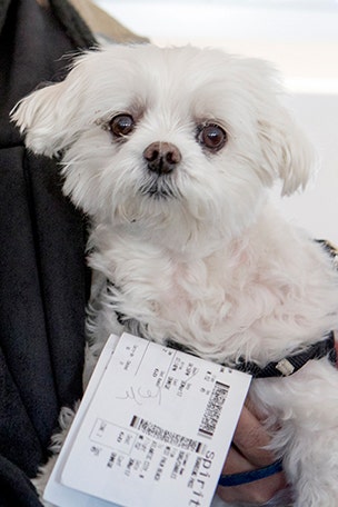 Punishment proposed for fake 'support animals'