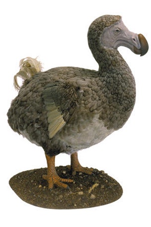 Dodo mystery solved