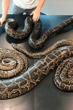 Snake sex party discovered