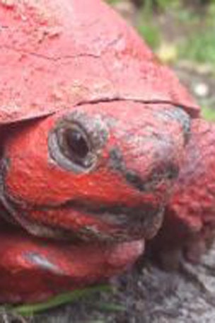 Tortoise covered in paint, concrete