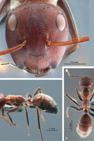 'Exploding ants' discovered