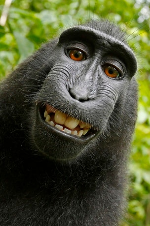 Court rules against selfie monkey